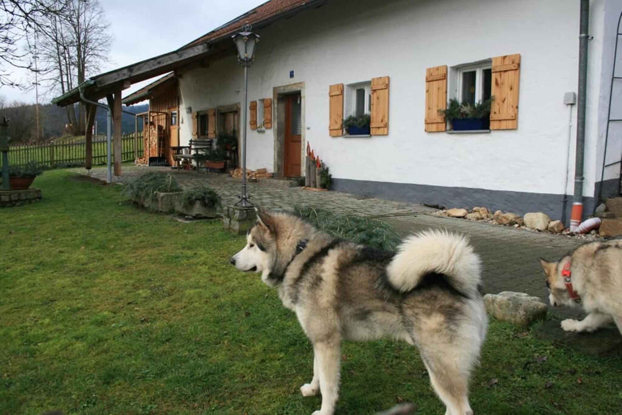Ferienhaus Winter Blaibach Dış mekan fotoğraf